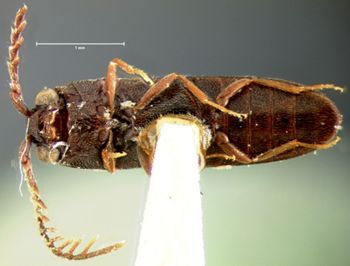 Media type: image;   Entomology 2364 Aspect: habitus ventral view